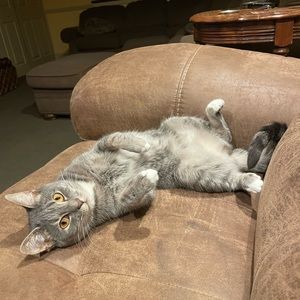 Meet your Posher, Susannah